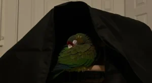 How Light Affects Your Bird’s Sleep: What Most Owners Get Wrong