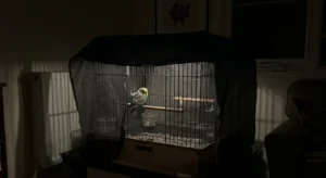 Should I Cover My Bird’s Cage at Night? Experts Finally Weigh In