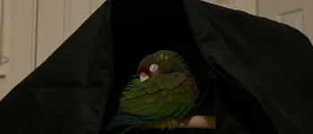 How Light Affects Your Bird’s Sleep: What Most Owners Get Wrong