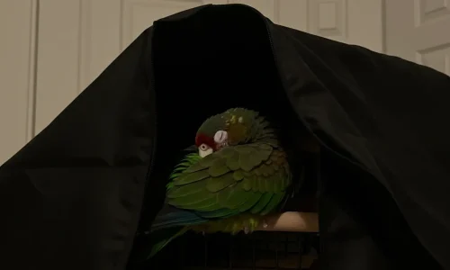 How Light Affects Your Bird’s Sleep: What Most Owners Get Wrong