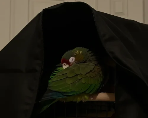 How Light Affects Your Bird’s Sleep: What Most Owners Get Wrong