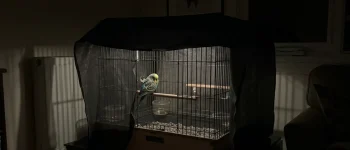 Should I Cover My Bird’s Cage at Night? Experts Finally Weigh In