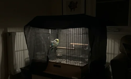 Should I Cover My Bird’s Cage at Night? Experts Finally Weigh In