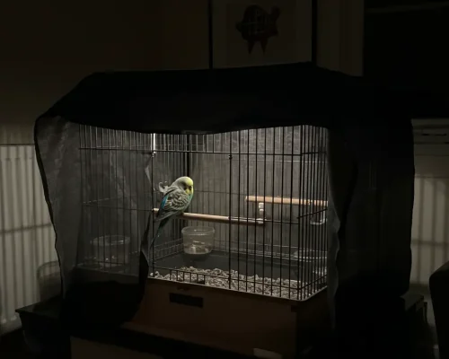 Should I Cover My Bird’s Cage at Night? Experts Finally Weigh In