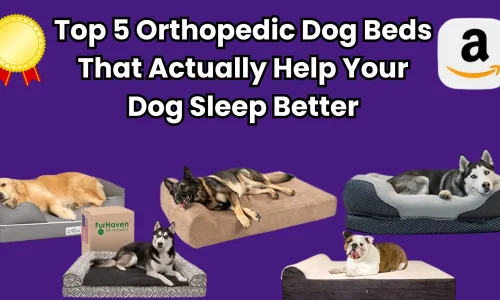 Top 5 Orthopedic Dog Beds That Actually Help Your Dog Sleep Better