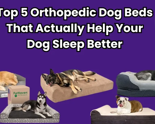 Top 5 Orthopedic Dog Beds That Actually Help Your Dog Sleep Better
